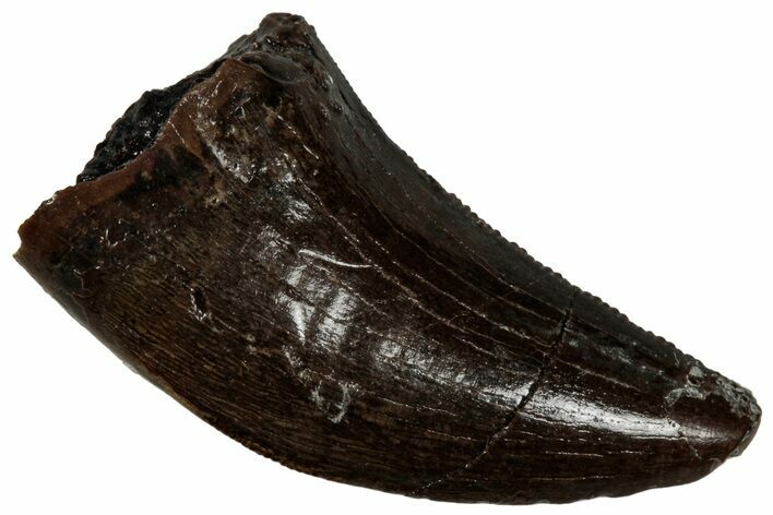 Serrated, Tyrannosaur (Nanotyrannus) Tooth - Montana #350392